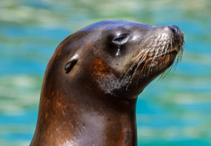 Nelle acque di Lampedusa torna la Foca Monaca